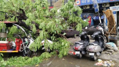 Photo of जालंधर में तेज बारिश और तूफान का कहर मॉडल टाउन में वाहनों पर गिरा पेड़ ई रिक्शा का हुया भारी नुकसान